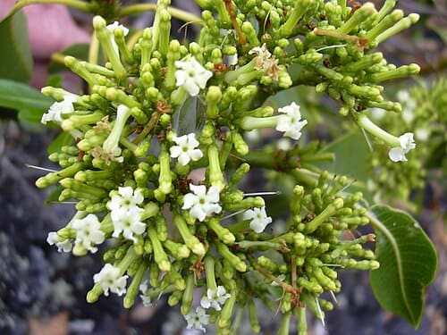 Rauvolfia, standing in for Rauvolfia cubana