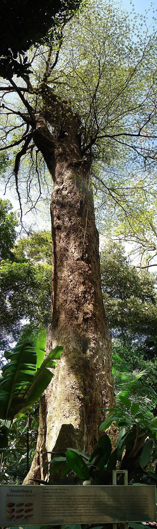 Buchenavia, standing in for Buchenavia capitata
