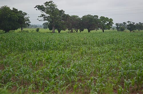 Zea mays