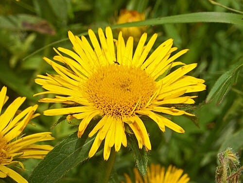 Inula racemosa