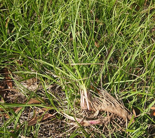 Eremochloa, standing in for Eremochloa ciliaris