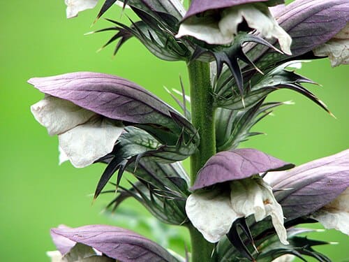 Acanthaceae