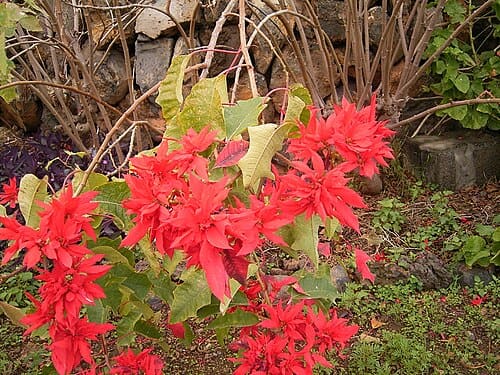 Euphorbia pulcherrima