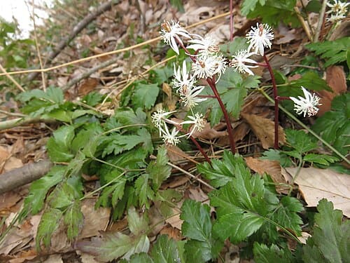 Coptis japonica