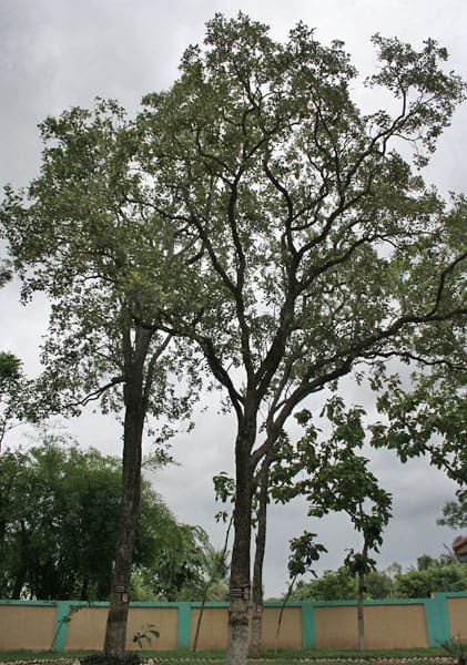 Pterocarpus santalinus