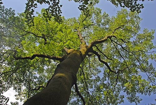 Ailanthus vilmoriniana