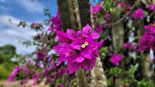 Bougainvillea glabra