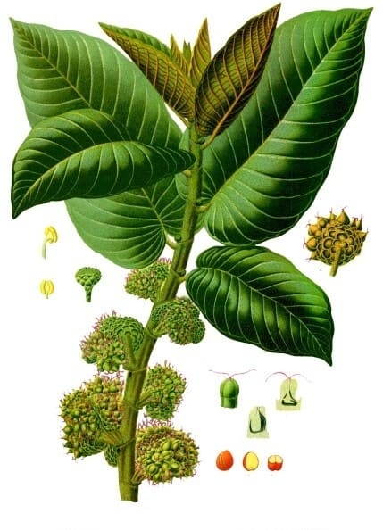 Moraceae