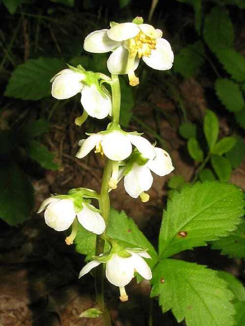 Pyrola japonica