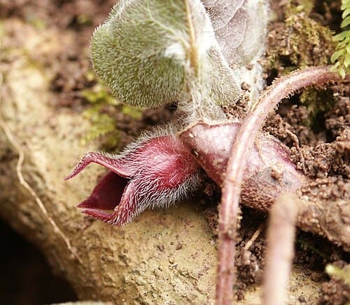 Asarum europaeum