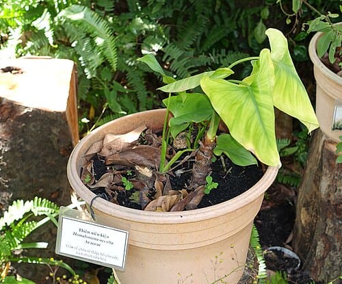Homalomena occulta