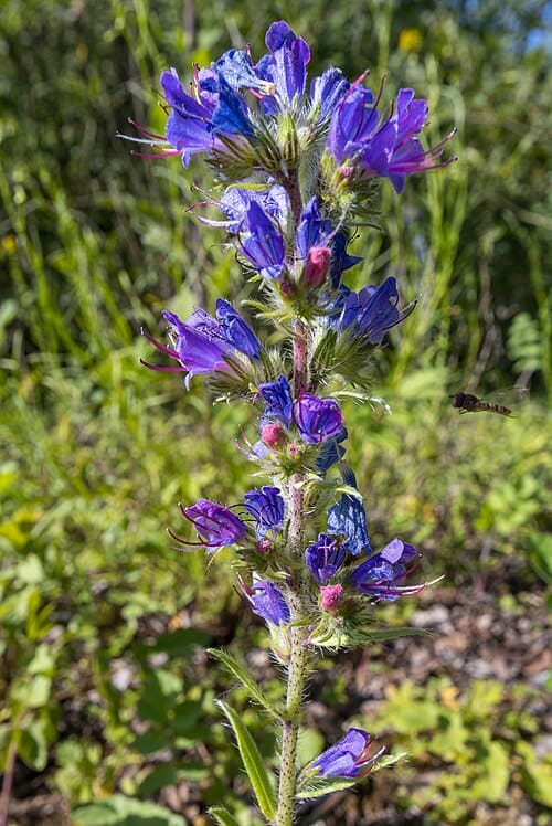 Echium vulgare
