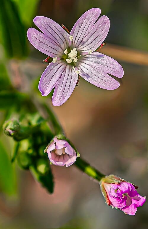 Epilobium