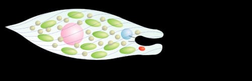 Euglena, standing in for Euglena kashii