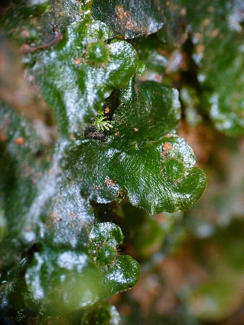 Dumortiera hirsuta