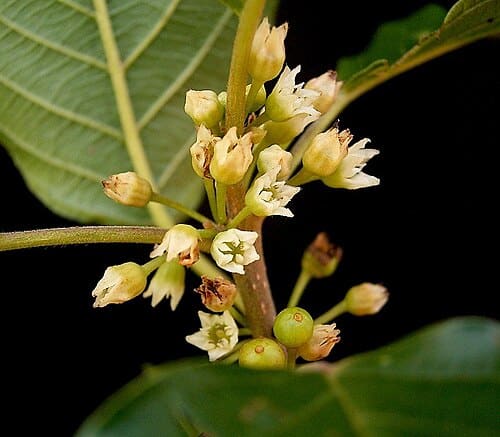 Rhamnus frangula
