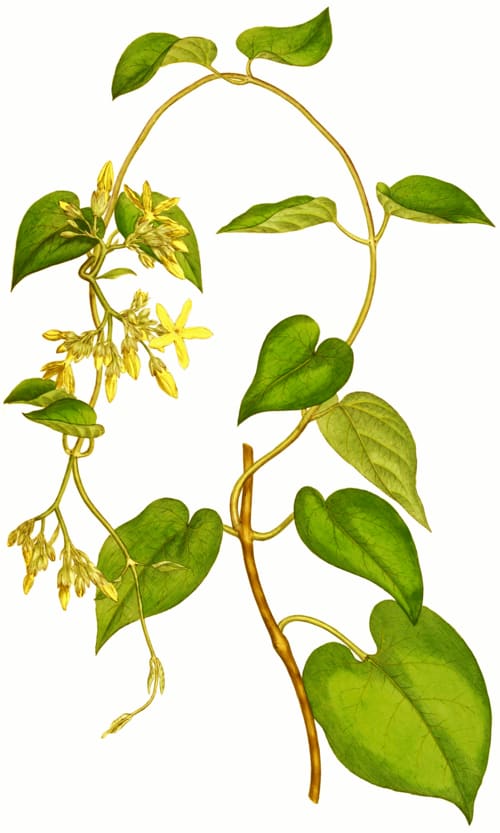 Telosma cordata