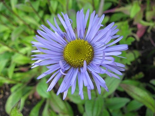 Erigeron multiradiatus