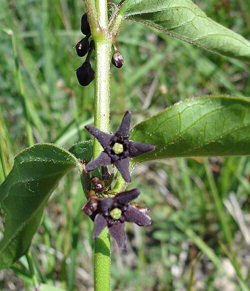 Vincetoxicum, standing in for Vincetoxicum ascyrifolium
