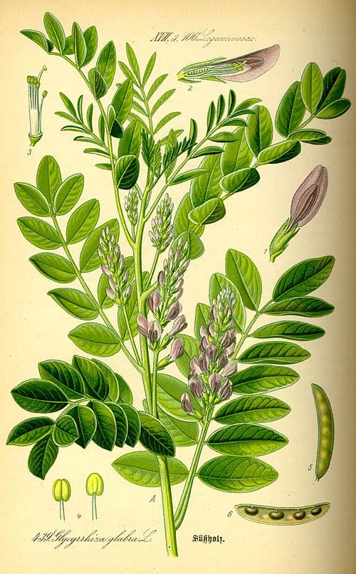 Glycyrrhiza glabra