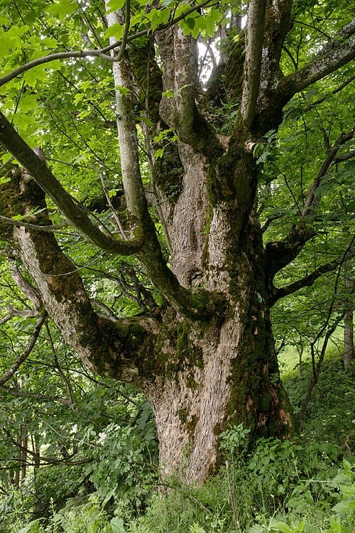 Acer pseudoplatanus