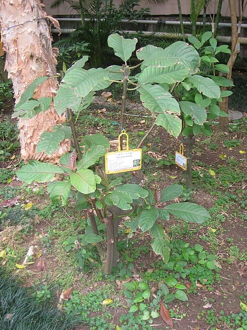 Saurauia tristyla