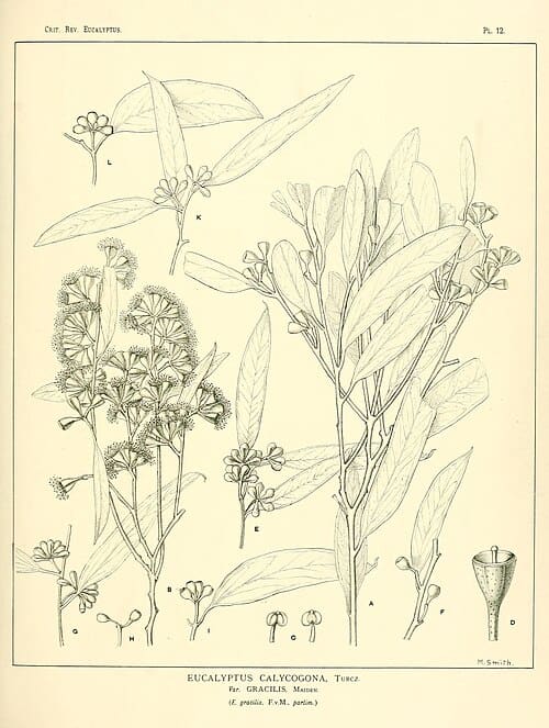 Eucalyptus calycogona