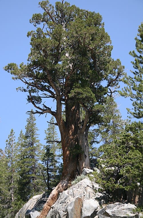 Juniperus