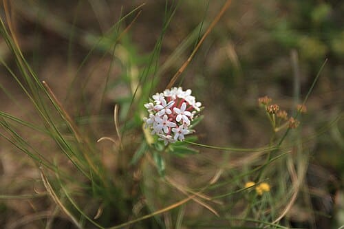 Stellera chamaejasme