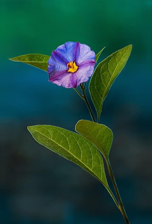 Lycianthes