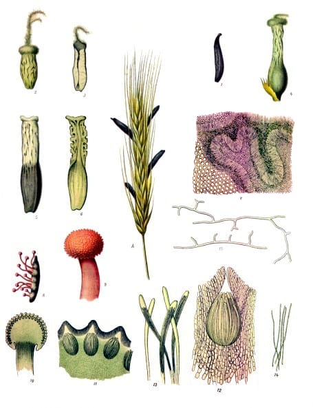Clavicipitaceae, standing in for Balansia epichloe