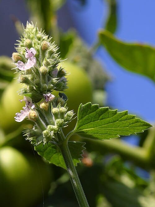 Nepeta, standing in for Nepeta marginata