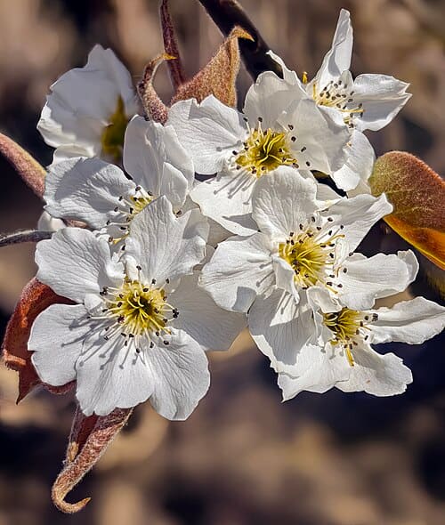 Pyrus pyrifolia