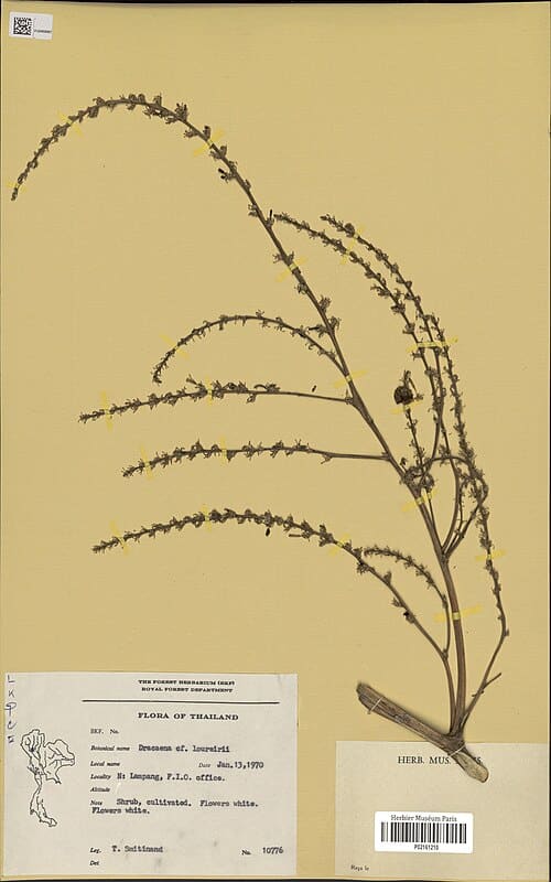 Dracaena cochinchinensis