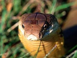 Ophiophagus, standing in for Ophiophagus indica