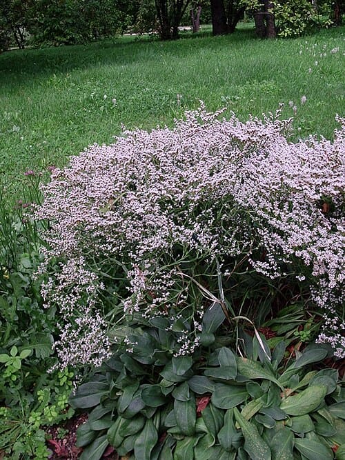 Goniolimon