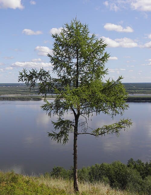 Larix gmelinii