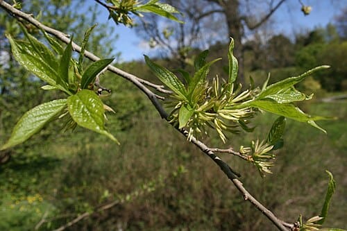 Eucommia ulmoides