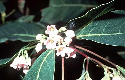 Apocynum, standing in for Apocynum hainanensis
