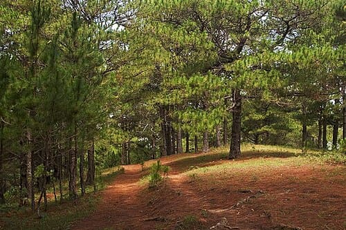 Pinus kesiya