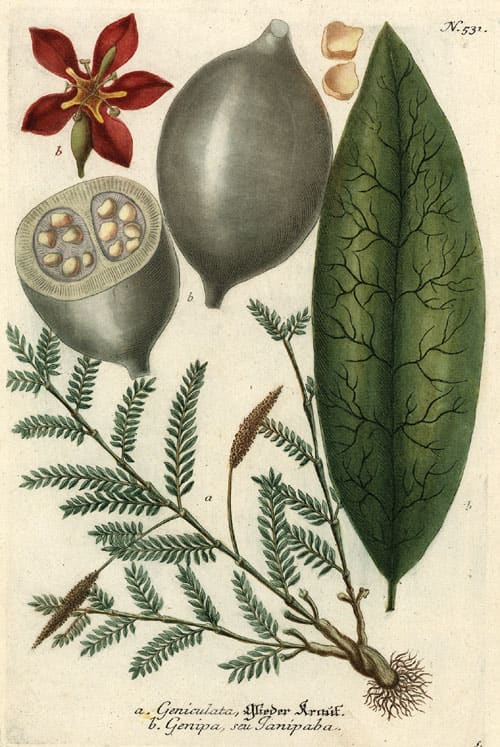 Genipa, standing in for Genipa americana