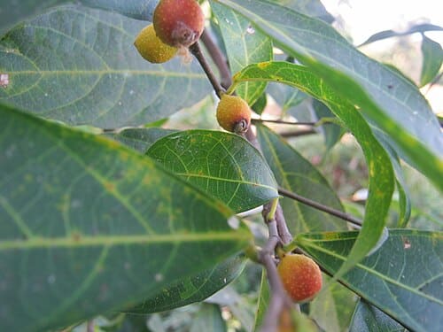 Ficus sarmentosa