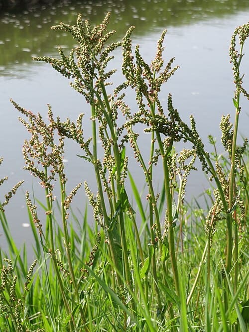 Rumex acetosa