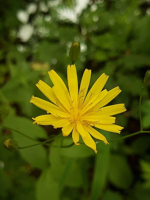 Lapsana communis