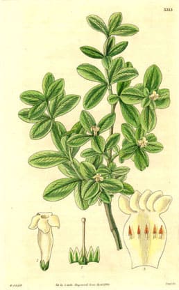 Alyxia, standing in for Alyxia sinensis
