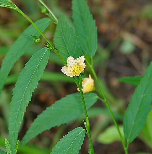 Sida acuta