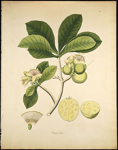 Careya arborea