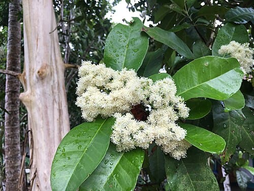 Pimenta dioica