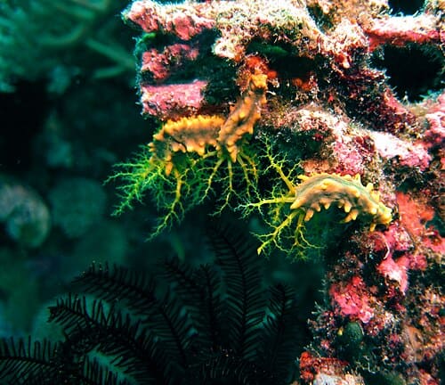 Colochirus, standing in for Colochirus anceps