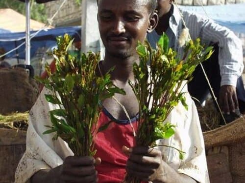 Catha edulis